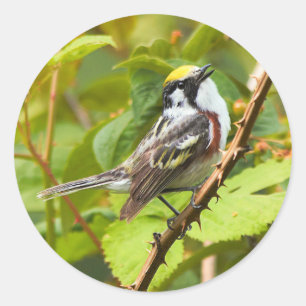 Mooie Chestnut-sided Warbler op een Bijkantoor Ronde Sticker