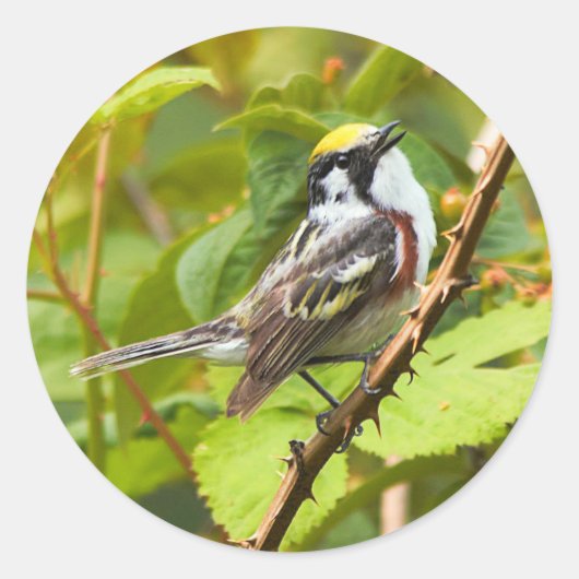 Mooie Chestnut-sided Warbler op een Bijkantoor Ronde Sticker (Voorkant)