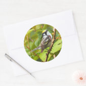 Mooie Chestnut-sided Warbler op een Bijkantoor Ronde Sticker (Envelop)