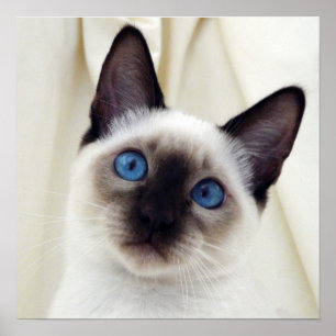 Mooie Chic Sweet Pet Siamese Kitten Cat Poster