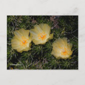Mooie Chileense gele cactus Flowers Briefkaart (Voorkant)