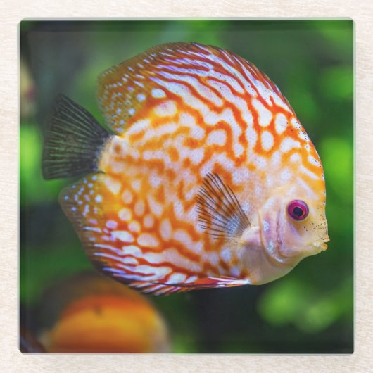 Mooie close-up van een discusvis glazen onderzetter (Voorkant)