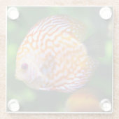 Mooie close-up van een discusvis glazen onderzetter (Achterkant)