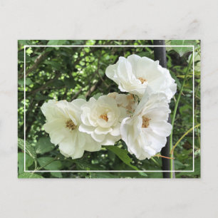 Mooie Cluster White Roses Chic Floral Briefkaart