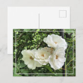 Mooie Cluster White Roses Chic Floral Briefkaart (Voorkant / Achterkant)