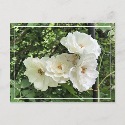 Mooie Cluster White Roses Chic Floral Briefkaart (Voorkant)