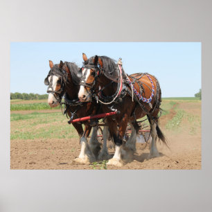 Mooie clydesdale paarden die ploegen poster