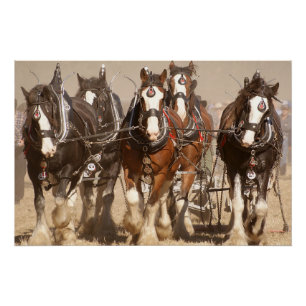 Mooie Clydesdale Paarden Ploegen - Teamwerk Perfect Poster