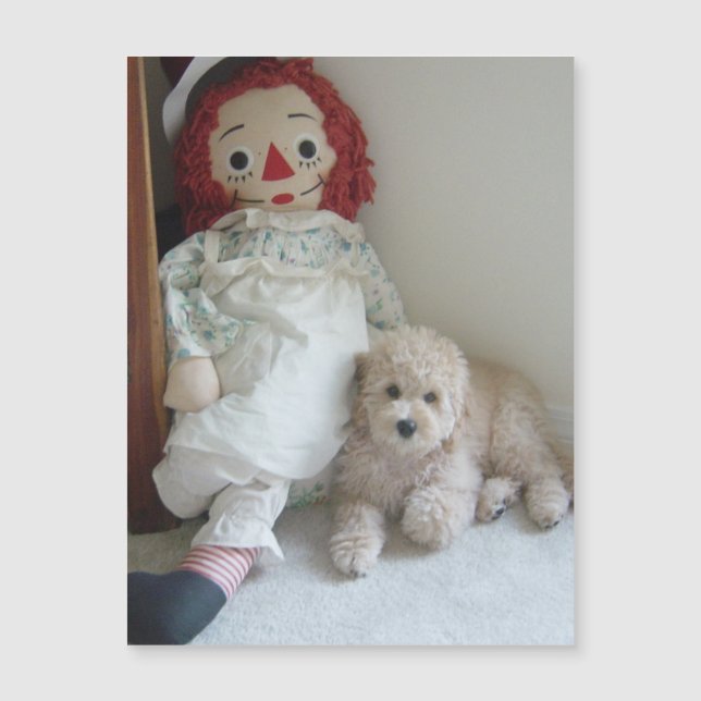 Mooie Cockapoo Puppy Hond & Lappenpop Foto (Voorkant)