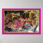 Mooie Coleus Poster (Voorkant)