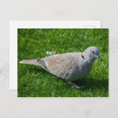 Mooie Collared Dove Briefkaart (Voorkant / Achterkant)