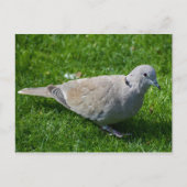 Mooie Collared Dove Briefkaart (Voorkant)