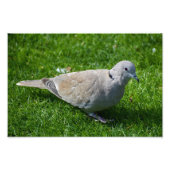 Mooie Collared Dove Foto Afdruk (Voorkant)