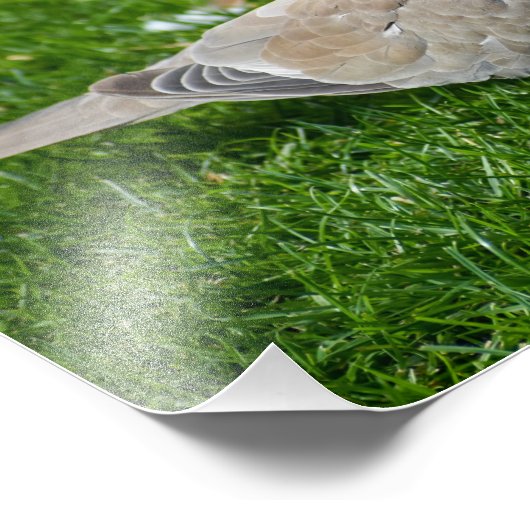 Mooie Collared Dove Foto Afdruk (Hoek)