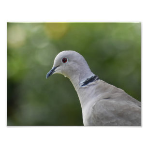 Mooie Collared Dove Foto Afdruk