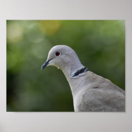 Mooie Collared Dove Poster