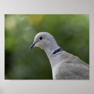 Mooie Collared Dove Poster