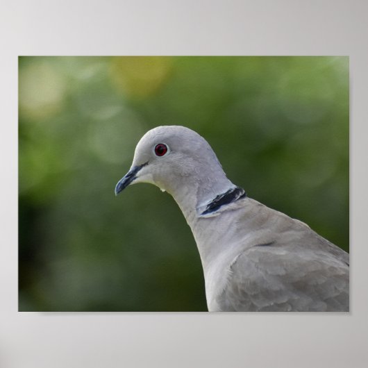 Mooie Collared Dove Poster (Voorkant)