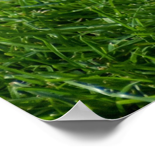 Mooie Collared Dove Poster (Hoek)