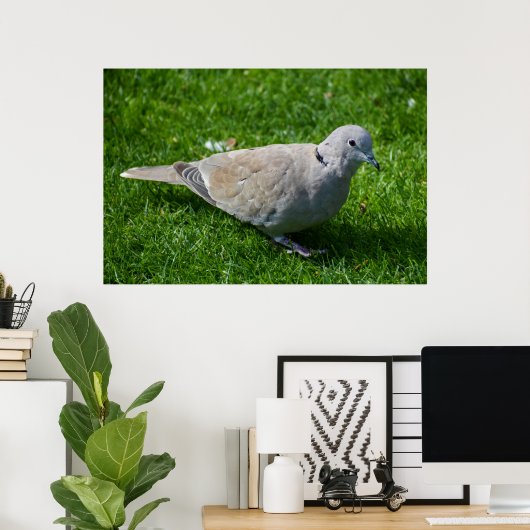 Mooie Collared Dove Poster (Thuiskantoor)