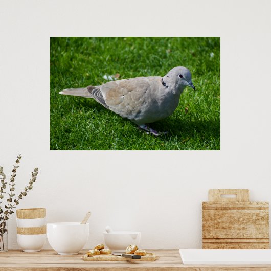 Mooie Collared Dove Poster (Keuken)