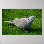 Mooie Collared Dove Poster (Voorkant)