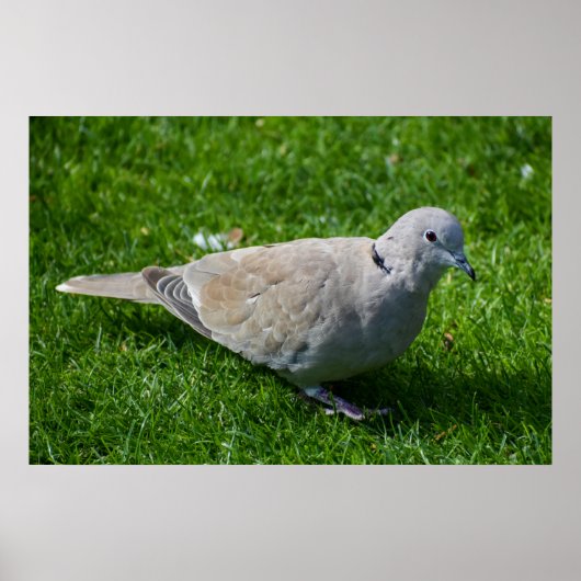 Mooie Collared Dove Poster (Voorkant)