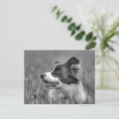Mooie Collie Hond Briefkaart (Staand voorkant)
