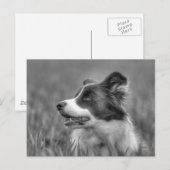 Mooie Collie Hond Briefkaart (Voorkant / Achterkant)