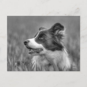 Mooie Collie Hond Briefkaart