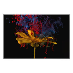 Mooie Colorful Daisy Foto Afdruk