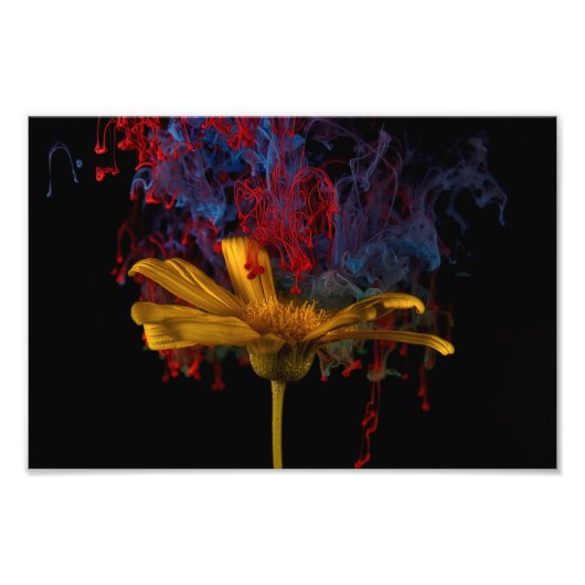Mooie Colorful Daisy Foto Afdruk (Voorkant)
