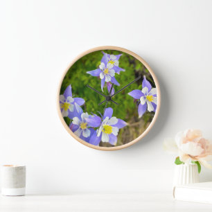 Mooie Columbine Bloemen in blauw, geel, paars