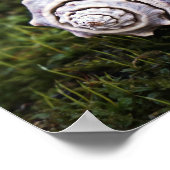 Mooie Conch Seashell over de groene beweging van d Poster (Hoek)