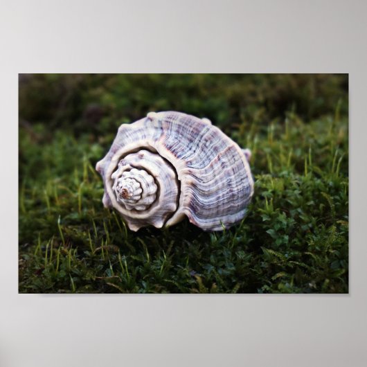 Mooie Conch Seashell over de groene beweging van d Poster (Voorkant)