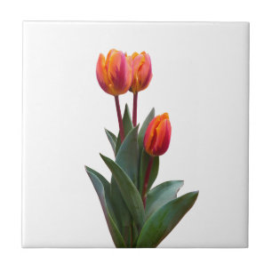 Mooie Coral Tulip Keramische Tegel Tegeltje