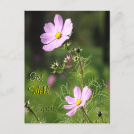 Mooie Cosmea Bloemen Beterschap Wenskaart Briefkaart