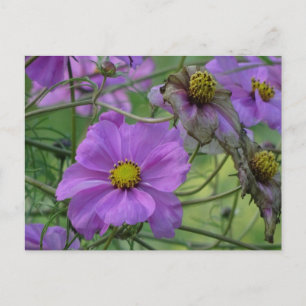 Mooie Cosmea Bloemen DIY Briefkaart