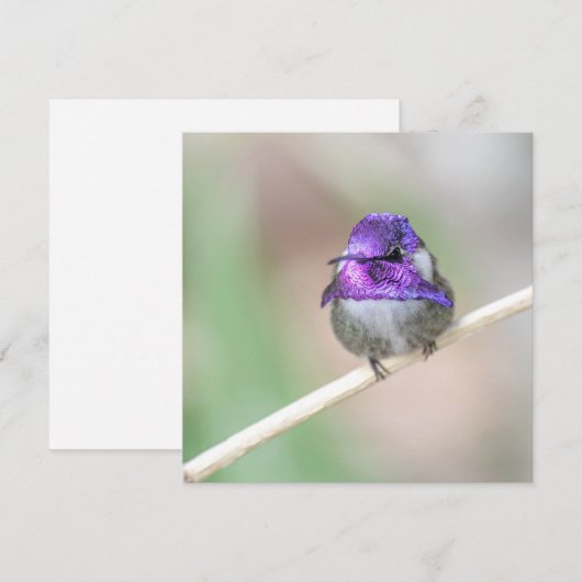 Mooie Costa's kolibrie Note Kaart (Voorkant / Achterkant)