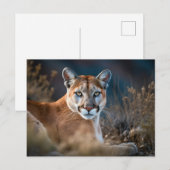 Mooie Cougar Mountain Lion Wilderness Natuur Briefkaart (Voorkant / Achterkant)