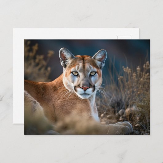 Mooie Cougar Mountain Lion Wilderness Natuur Briefkaart (Voorkant / Achterkant)