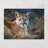 Mooie Cougar Mountain Lion Wilderness Natuur Briefkaart (Voorkant)