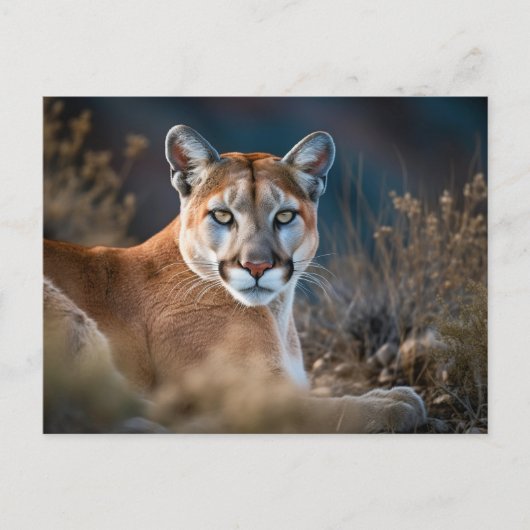 Mooie Cougar Mountain Lion Wilderness Natuur Briefkaart (Voorkant)