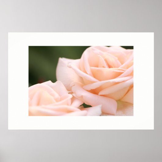 Mooie Crème Rozen Poster (Voorkant)