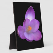 Mooie Crocus Plaque Fotoplaat (Zijkant)