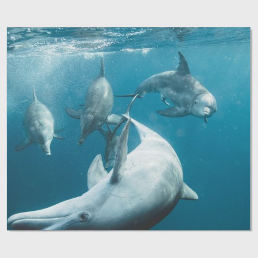 Mooie Cute Dolphins Cadeaupapier (Vlak)