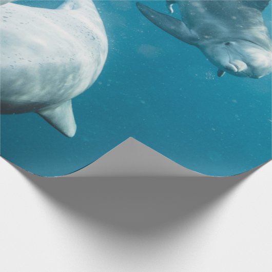 Mooie Cute Dolphins Cadeaupapier (Hoek)