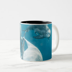 Mooie Cute Dolphins Tweekleurige Koffiemok