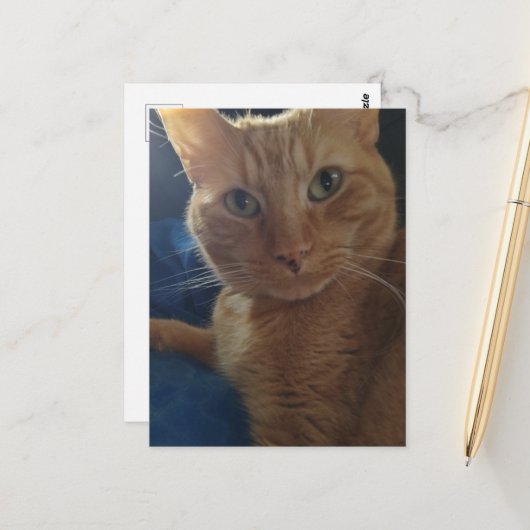 Mooie Cute Ginger Tabby Kat Briefkaart (Voorkant / Achterkant in situ)