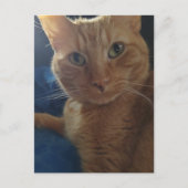 Mooie Cute Ginger Tabby Kat Briefkaart (Voorkant)